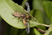 Une Saltique. Une femelle (Araneae - Salticidae - Marpissa muscosa)
